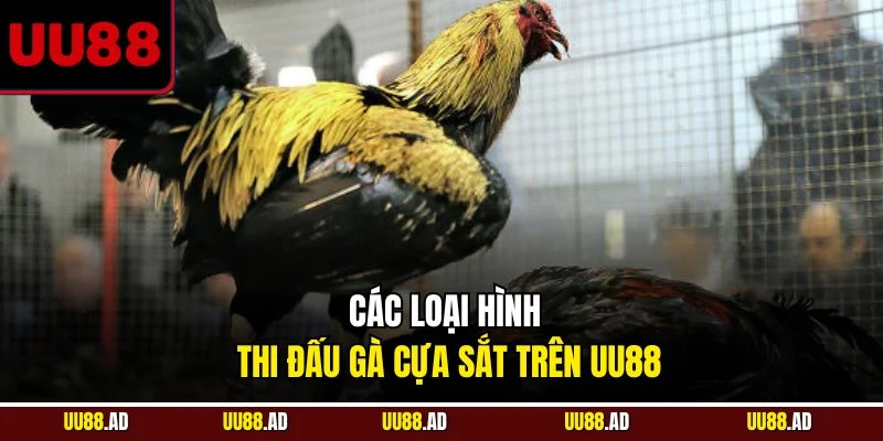 Các loại hình thi đấu gà cựa sắt trên UU88