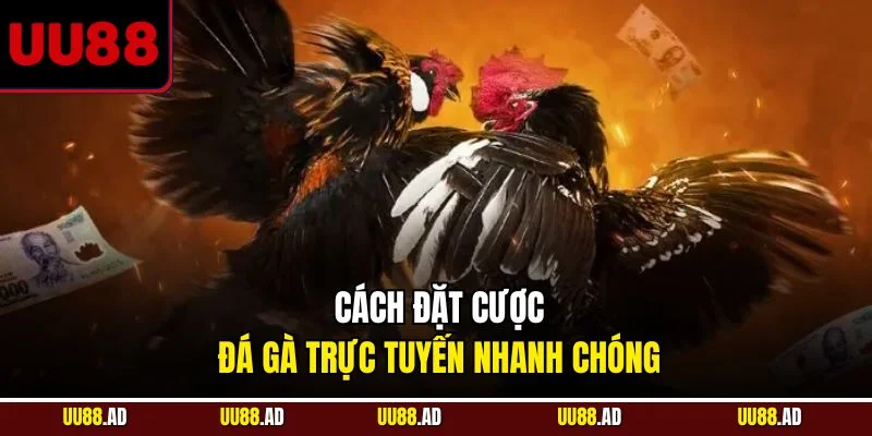 Cách đặt cược đá gà trực tuyến nhanh chóng