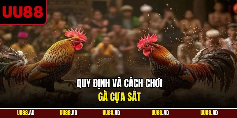 Quy định và cách chơi gà cựa sắt
