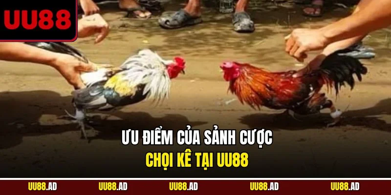 Ưu điểm của sảnh cược chọi kê tại UU88